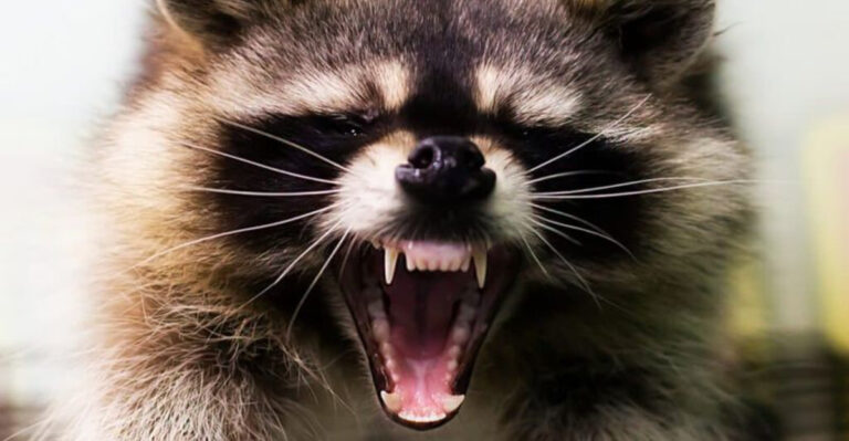 15 Dangerous Animals That Every Cat Owner Should Watch Out For