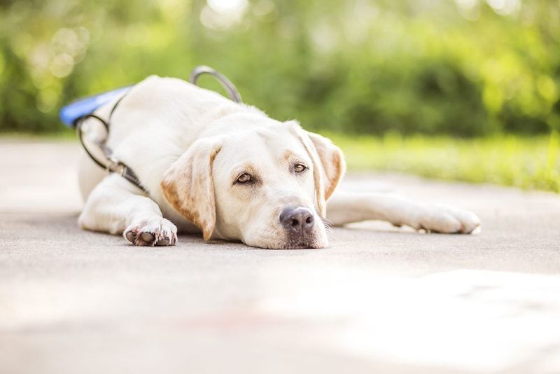 Labrador Retriever: Your Steadfast Midnight Companion