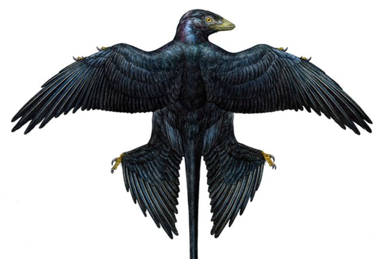 Microraptor: The Four-Winged Wonder