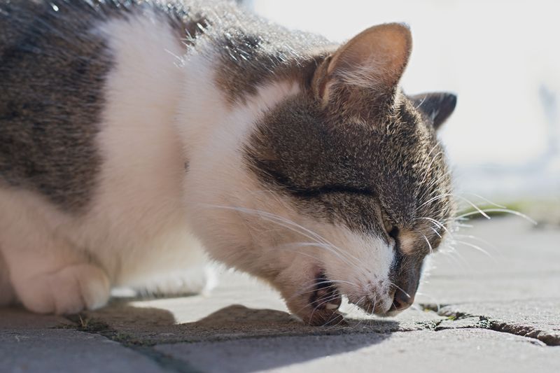 Hairball Havoc