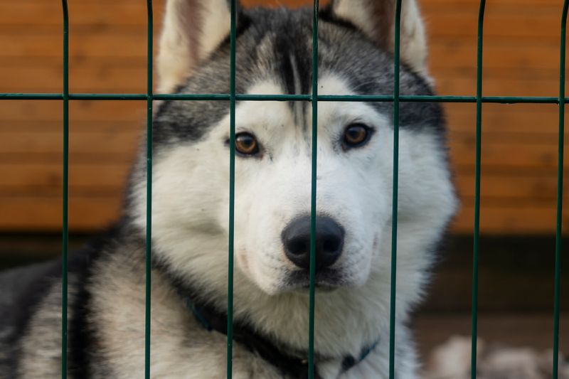 Siberian Huskies