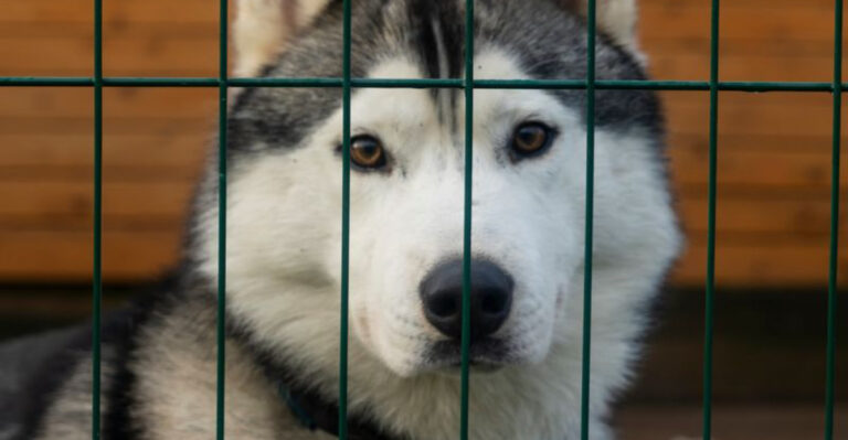 15 Dog Breeds Most Frequently Returned To Shelters