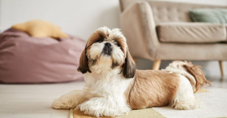 15 Dog Breeds Prone To Skin Issues (And How To Prevent Them)