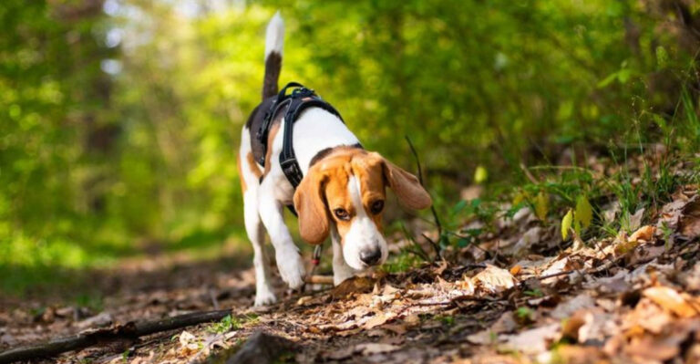 15 Dog Breeds That Are Natural Hunters