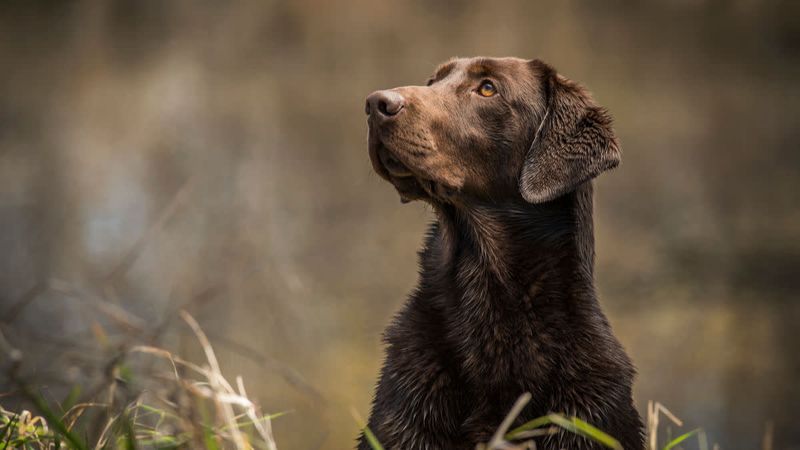 Labrador Retriever: The Waterfowl Specialist