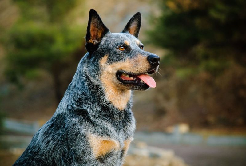Australian Cattle Dog: The Calculating Cowhand