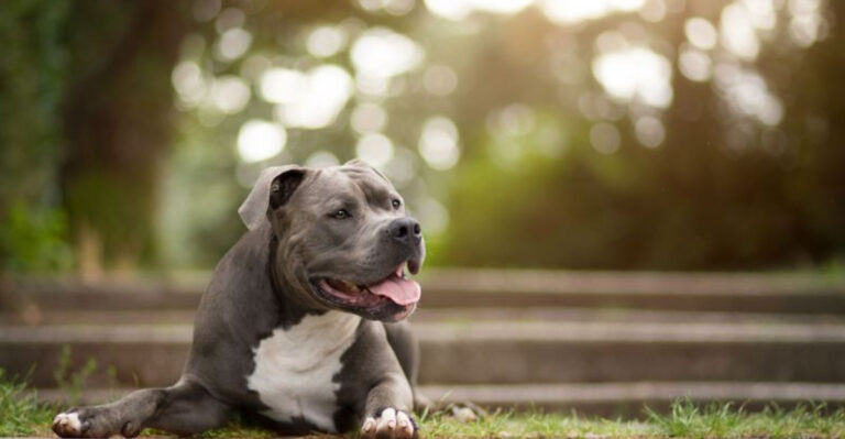 15 Dog Breeds That Are Smarter Than Most People Realize
