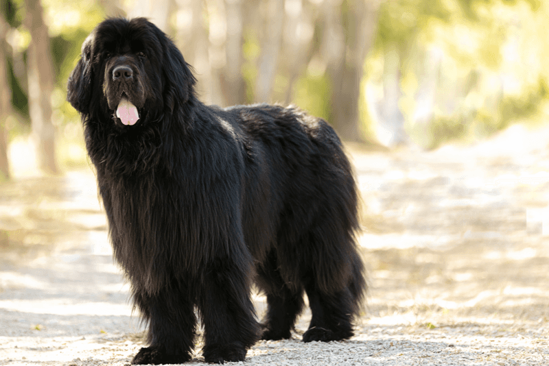 Newfoundland