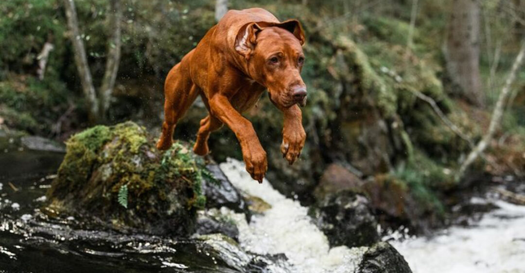15 Best House Dog Breeds And 5 Worst Breeds For Home Living 15-best-house-dog-breeds-and-5-worst-breeds-for-home-living