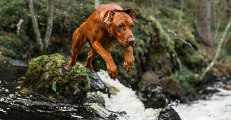 15 Dog Breeds That Can Survive In The Wild