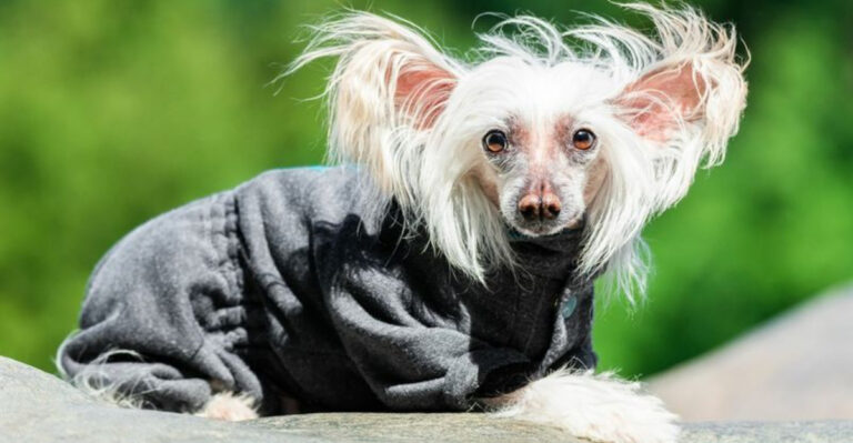 15 Dog Breeds That Can’t Handle Outdoor Living