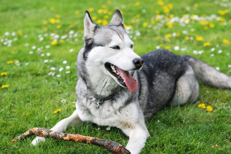 Siberian Husky