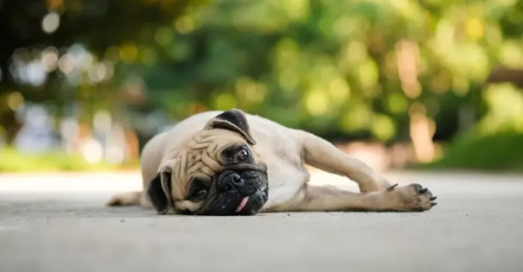 15 Dog Breeds That Can't Stand Hot Climates - Temperature Resistant Breeds