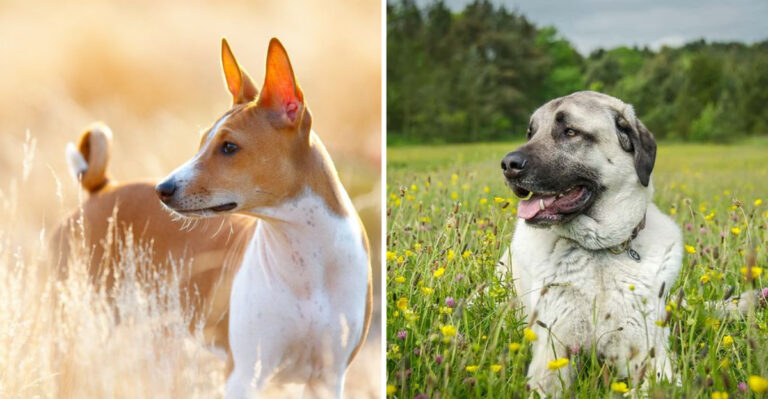 15 Dog Breeds That Don’t Bond Well With Their Owners