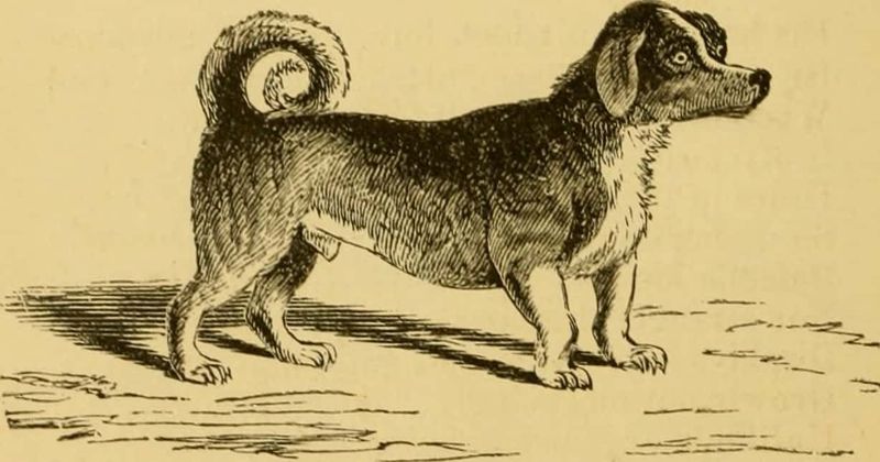The Turnspit Dog
