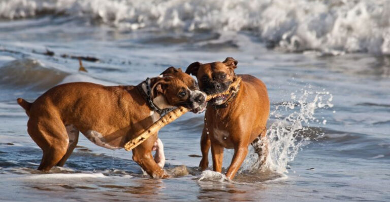15 Dog Breeds That Enjoy Life Best In Pairs