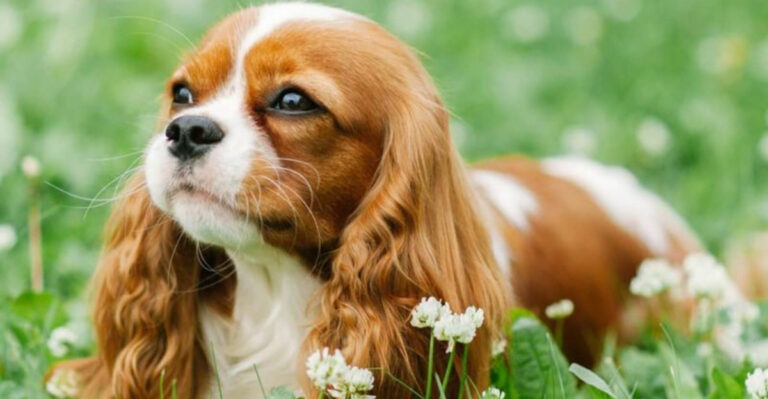 15 Dog Breeds That Have The Biggest, Most Loving Hearts