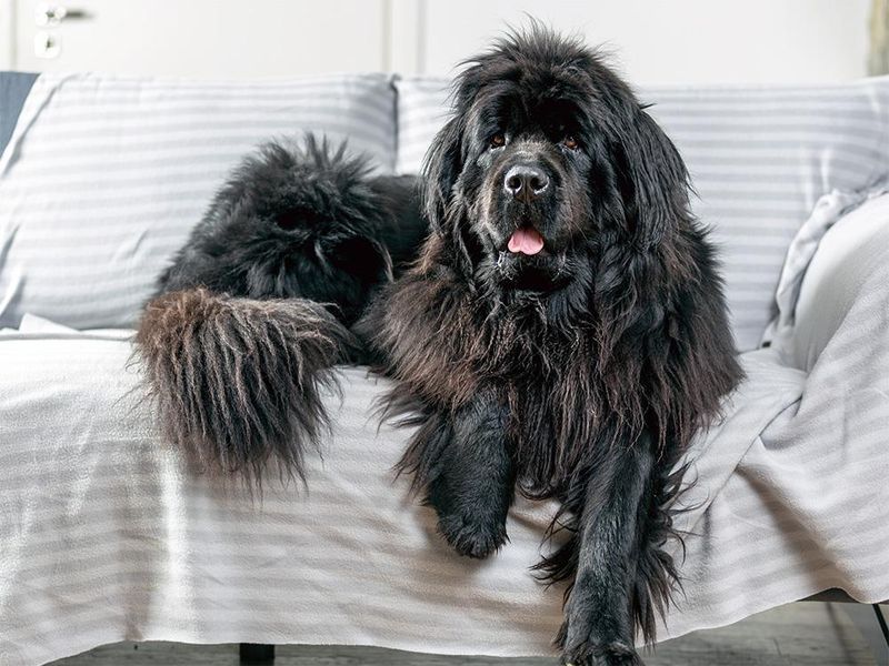 Gentle Giants: Newfoundlands