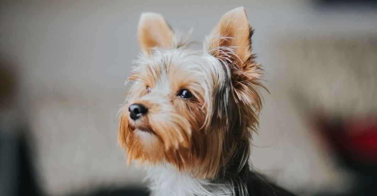 15 Dog Breeds That Help Make Aging Feel Less Lonely