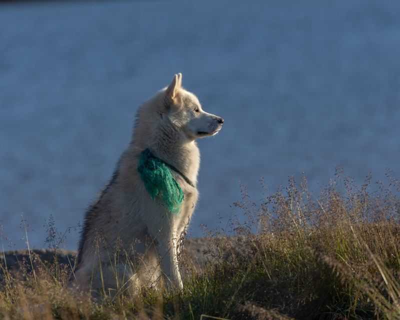 Arctic Guardians: Greenland Dogs