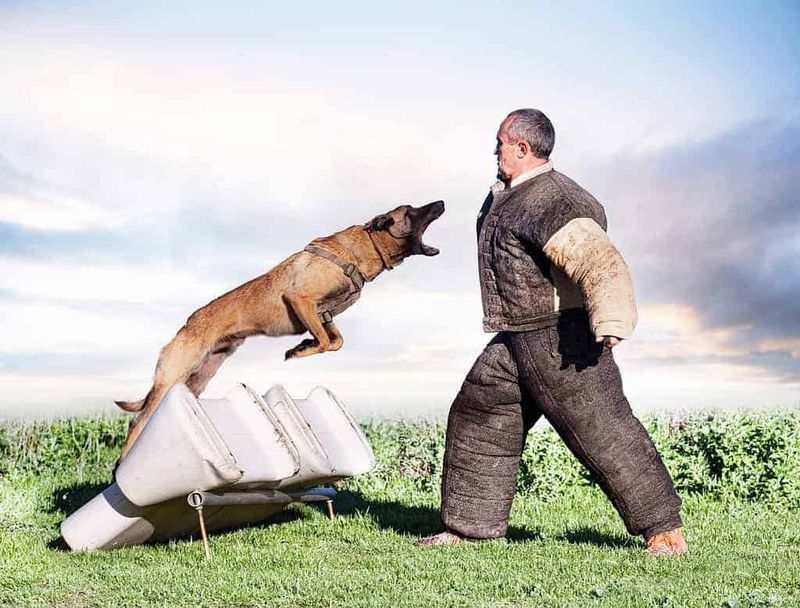 Belgian Malinois