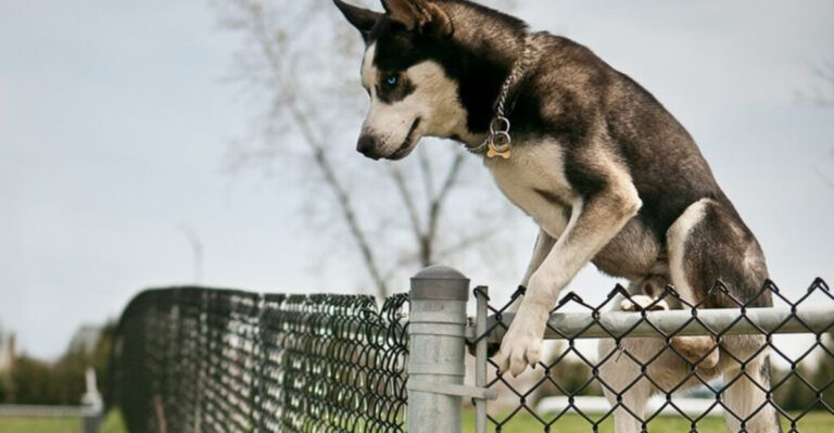 15 Dog Breeds That Pose A Challenge To Families Without The Right Training