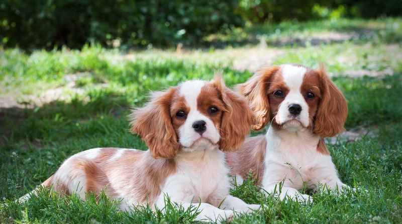 Cavalier King Charles Spaniel