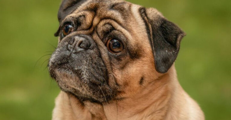15 Dog Breeds That Respect Boundaries And Rarely Try To Escape