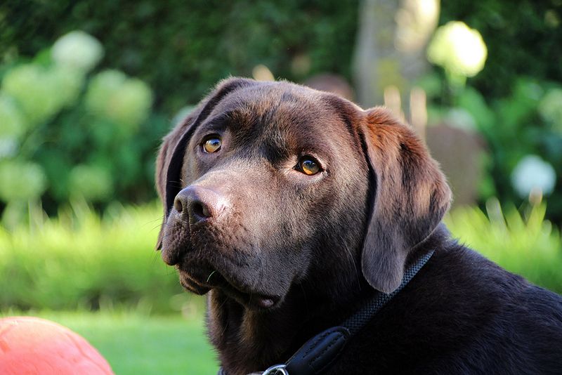 Labrador Retrievers: The Gold Standard