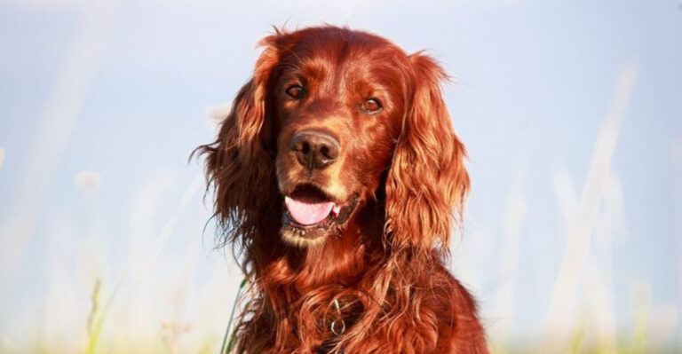 15 Dog Breeds That Respond Best To Emotional Support Training