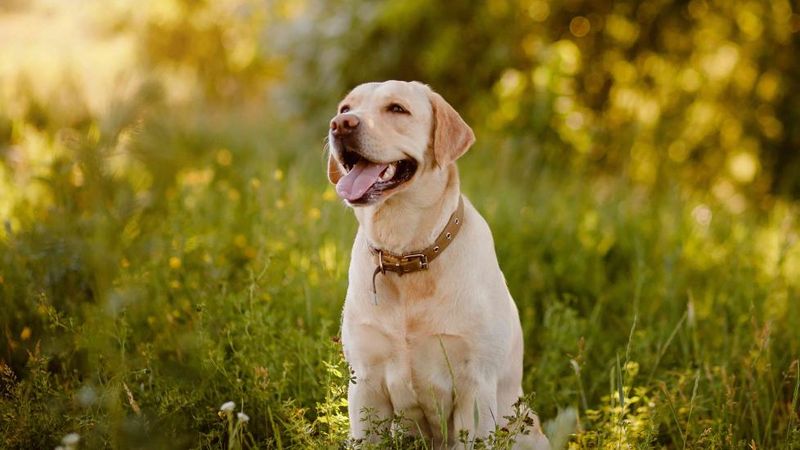Labrador Retrievers: The Gold Standard Helpers