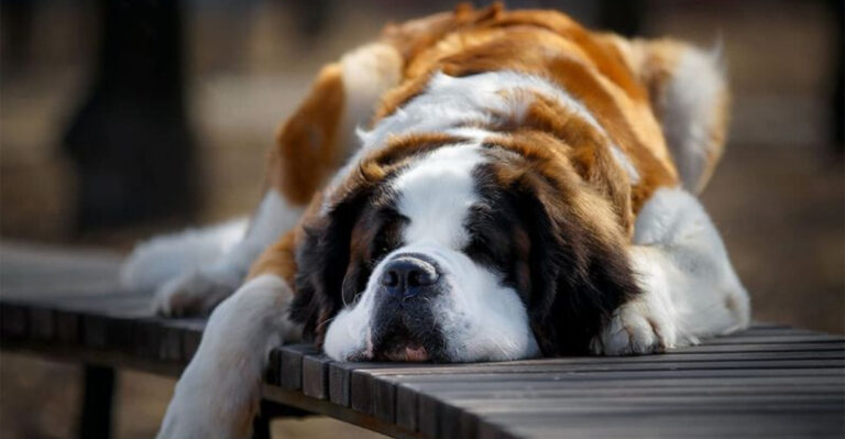 15 Dog Breeds That Stay Calm In Chaos
