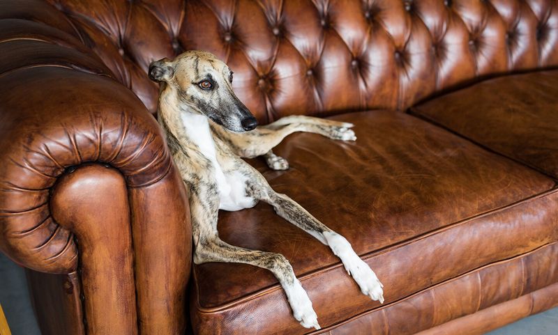 Greyhound
