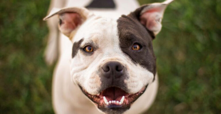 15 Dog Breeds That Struggle To Find Loving Homes (And 5 Dogs That Find Homes Easily)