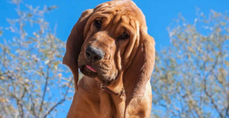 15 Dog Breeds That Struggled In America (But Flourished In Europe Instead)