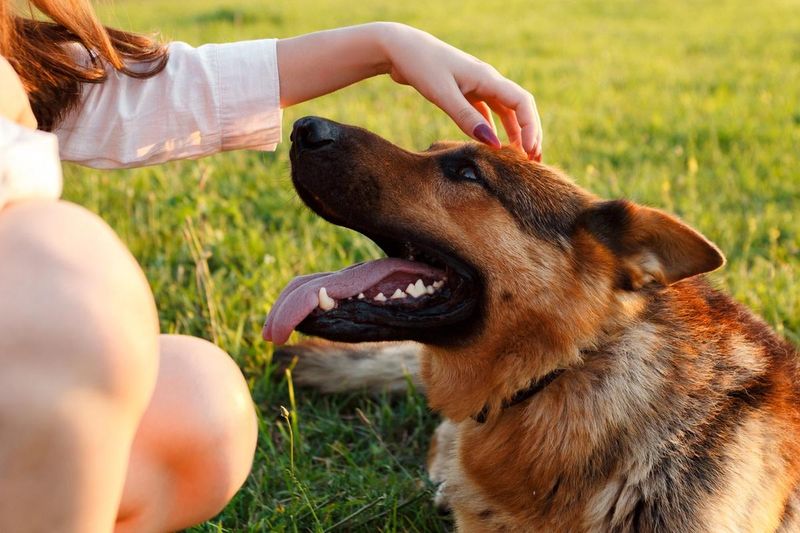 Gentle Giants: German Shepherds