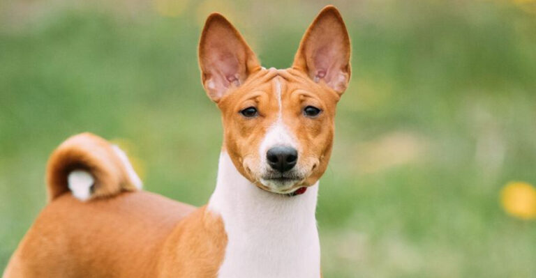 15 Dog Breeds With Quite Unique Personalities