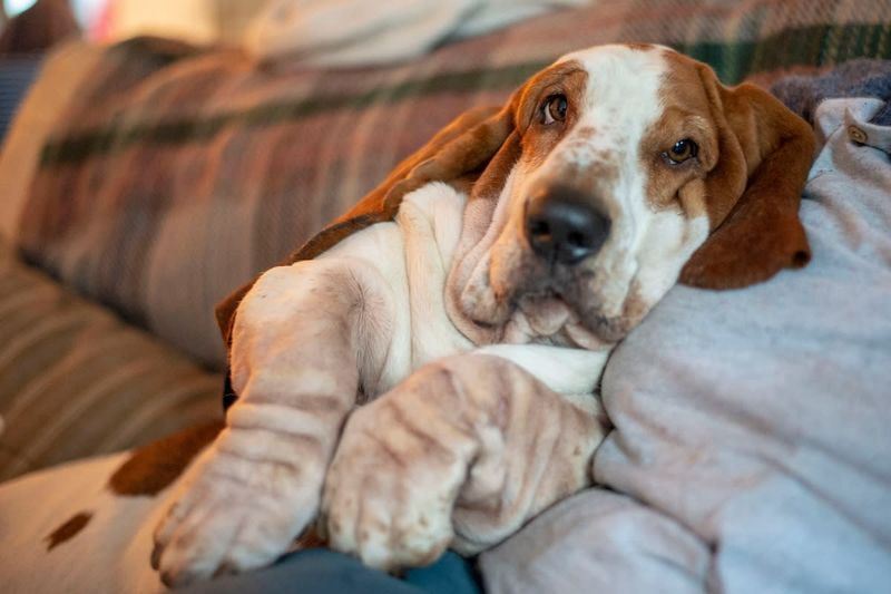 Basset Hound