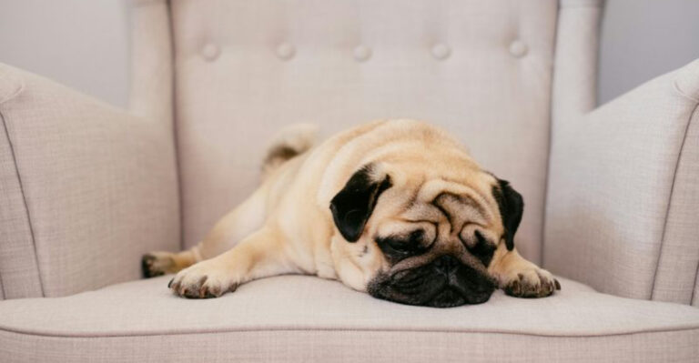 15 Dog Breeds With The Most Laid-Back Personalities