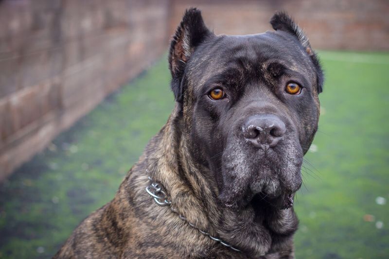 Cane Corso