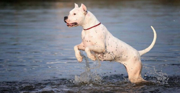 15 Dogs That Trigger Instant Fear With Just One Look