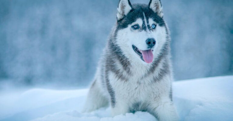 15 Dogs With Survival Instincts Stronger Than Wolves
