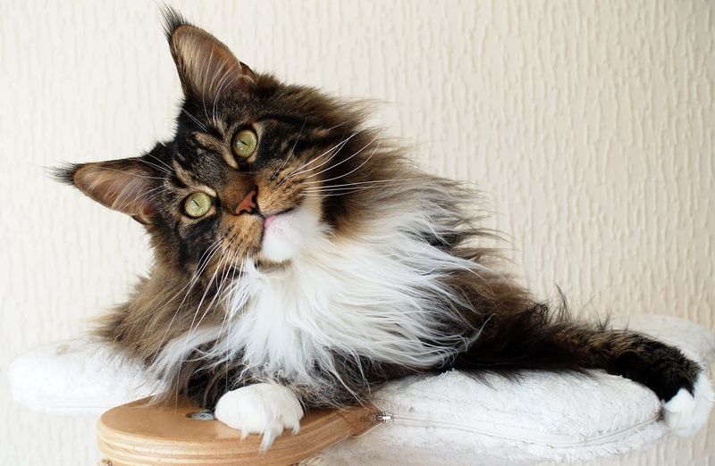 Maine Coon: The Miniature Lynx