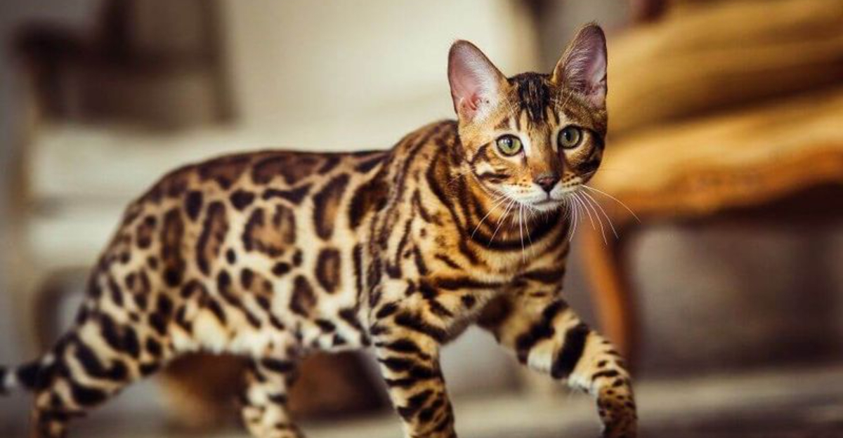 15 Domestic Cats That Look Just Like Wild North American Felines