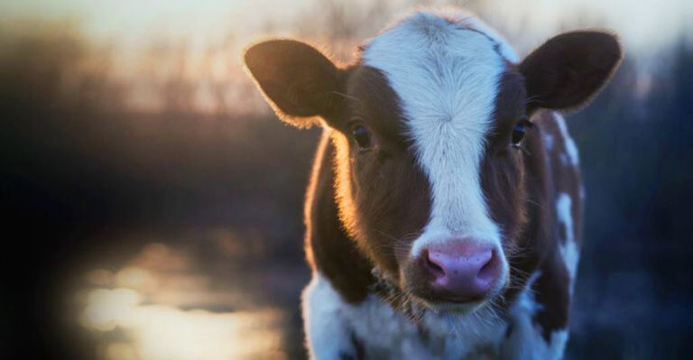 15 Domesticated Animals That Would Struggle If Released Into The Wild
