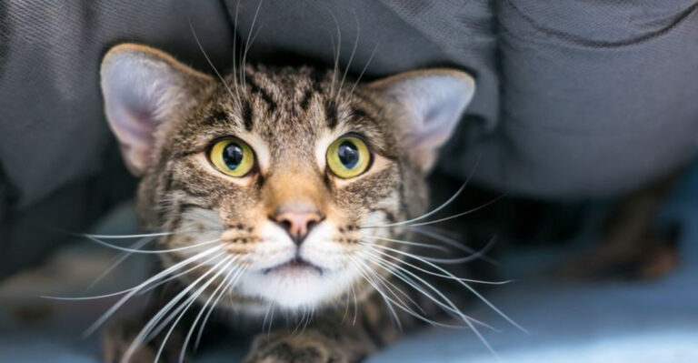 15 Easy-To-Miss Mistakes That Can Seriously Stress Out Your Cat