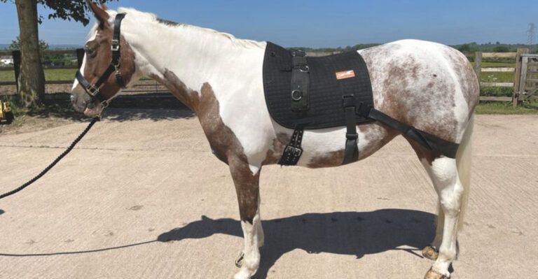 15 Effective Tips To Strengthen Your Horse’s Core Muscles