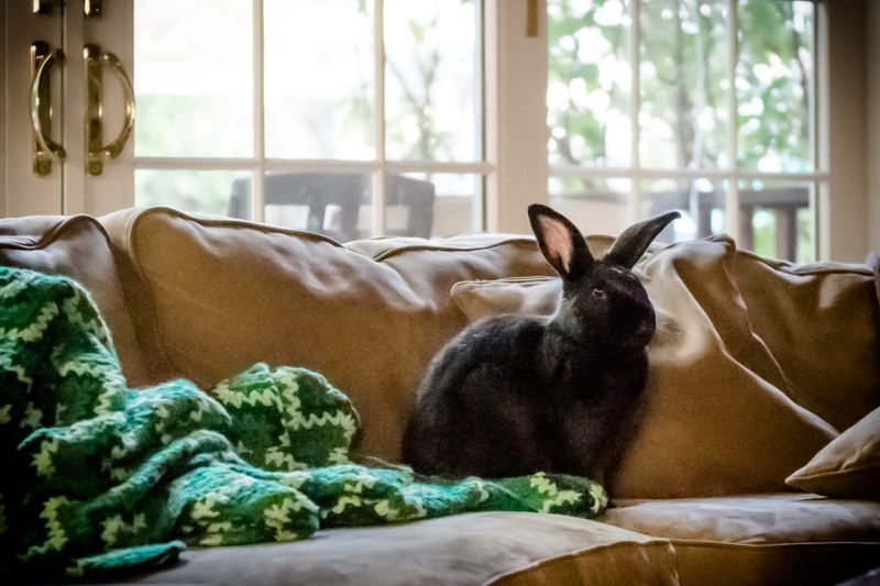 Emotional Support Through Companionship