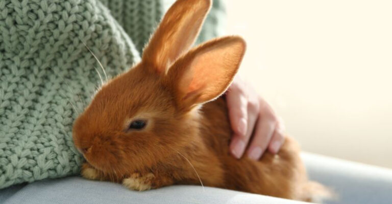15 Emotional Benefits Veterans Gain From Owning A Service Rabbit