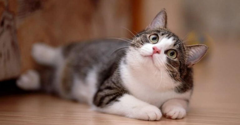 15 Emotional Strengths Cats Have That Dogs Often Don’t